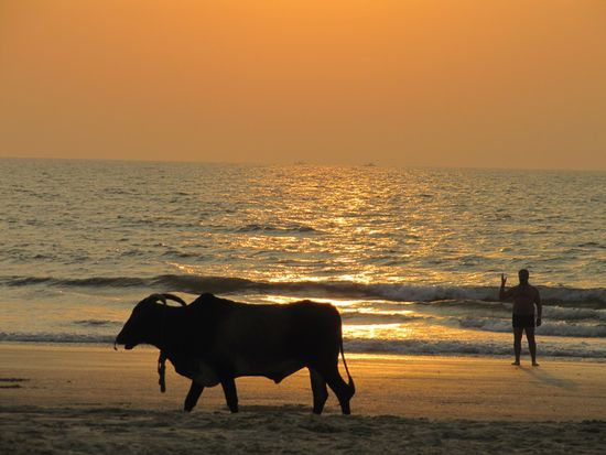 Kühe sind heilig. Ochsen noch mehr. Die werden im Meer gebadet.