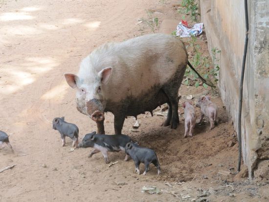 Sie habe ich leider erschreckt, als ich mit dem Fotoapparat auftauchte. Die Sau mit ihren 12 Ferkeln suhlt gewöhnlich hinter dem Fine Food, sodass wir es beim Abendessen immer extrem quiecken hören.