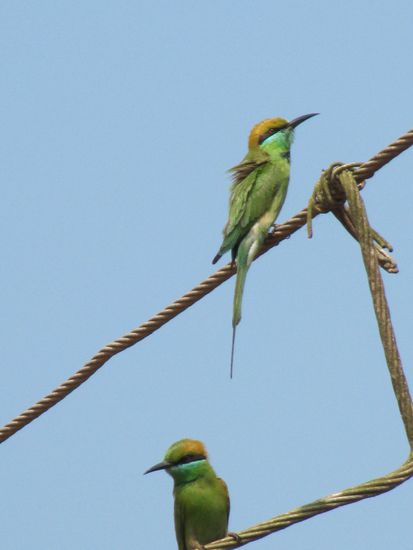 Sind die nicht schön?