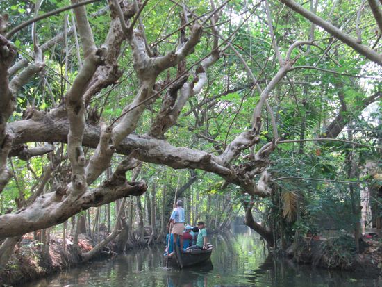 Mit dem Kanu in den Kerala - Backwaters. Rund 1500 Kilometer lange Kanäle und natürliche Wasserstraßen verbinden 29 größere Seen und Lagunen und 44 Flüsse.
