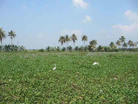 Kurz vor dem Ende wird die Fahrt wegen der Wasserpflanzen immer beschwerlicher ...