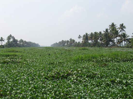 ... und hört 5km vor Kottayam dann ganz auf. Hier wartet schon ein Bus, der uns in die Stadt bringt, von da mit dem Tuk-Tuk zum Bahnhof und in den Zug nach Varkala (2 Std).
