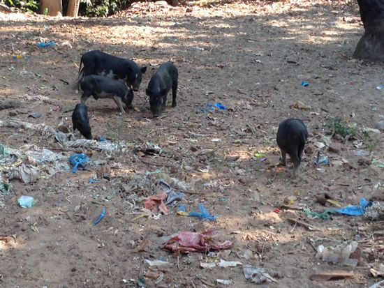 Tiere fressen Plastik