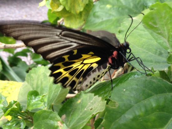 Diesem wunderschönen Schmetterling hat Bong, die Freundin des Schweizers Rene, (unsere Nachbarn bei Jane) wohl das Leben gerettet. Sie wohnen in Chiang Mai und von Bong erfahre ich sehr viel über thailändische Tiere, Früchte, Menschen, Leben etc. Sie spricht super Englisch. Manchmal übersetzt sie auch zwischen Jane, Mutter und mir, dann sind wir schon vier Frauen beim Lachen!!!