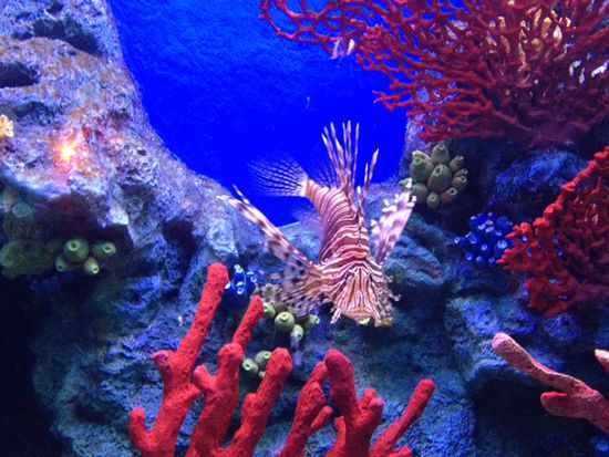 Im Aquarium von Prachuap Khiri Khan. Für 2 Tage haben wir einen Roller gemietet und Touren in die Umgebung gemacht.