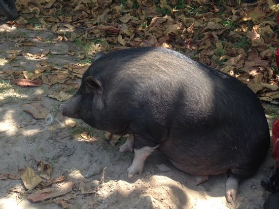 Die Schweine sind zwar noch da, allerdings war der superlustige Besitzer des kleinen Restaurants mit Touristen auf Tour zu den thailändischen Andamaneninseln. Auch hatte sich sein Restaurant um einiges vergrößert, eine riesige Massageanlage war dazu gekommen, mehr Personal und ein Touroffice für Ausflüge zu den Inseln und Tempeln. Ja, so profitieren auch die kleinen von den großen.