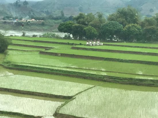 Überall Reisfelder.
