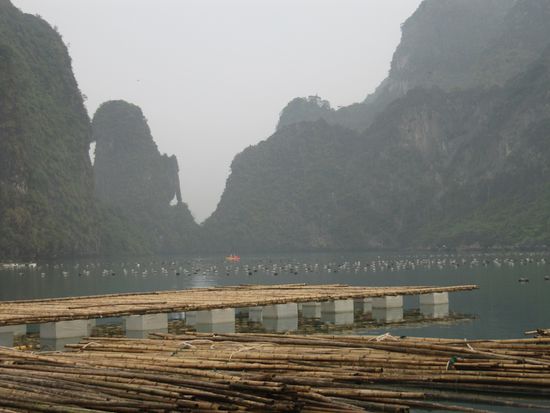 Perlenzucht in der Bucht ist ein gutes Geschäft.