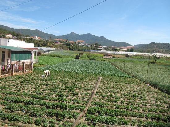 Gemüseanbau in der Umgebung von Da Lat.