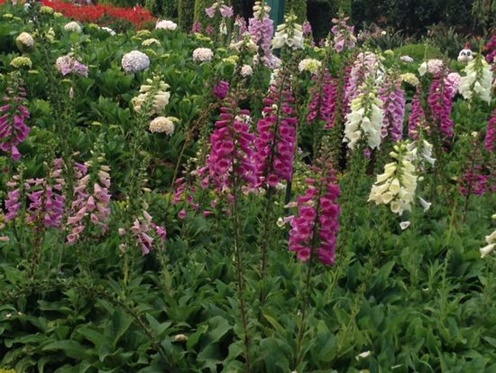 Im Flower-Garden.