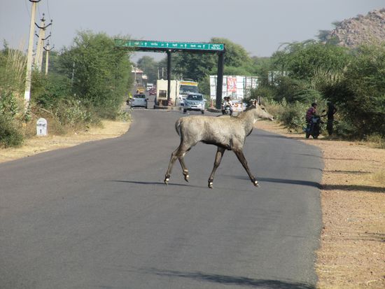 Antilopen-Crossing.