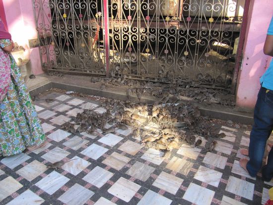 ... wo die Seelen der Toten als Raten wiedergeboren werden. Der Tempel muß ohne Schuhe betreten werden. Weitere detaillierte Bilder der überall herumlaufenden und gefütterten Ratten, ersparen wir uns hier. 
TIP: Der Mann am Eingang, der die Schuhe bewahrt, hat eine Art Überzieh-Strümpfe, die sollte man unbedingt anziehen.
TIP Nr2: Zart beseitete Seelen sollten den Tempel dann doch wohl meiden.