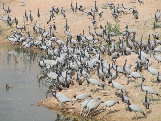 Auf dem Weg nach Khuri am Rande der Wüste Thar. Hier überwintern Tausende von sibirischen Kranichen.