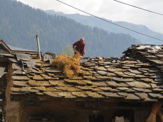 Tagsüber rege Geschäftigkeit auf dem Dach...