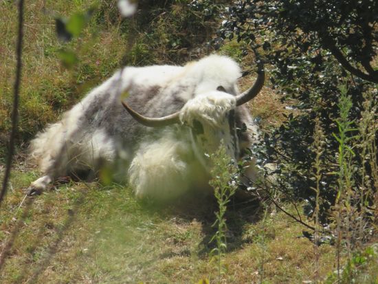 Unterwegs beäugt uns ein weißes Yak...