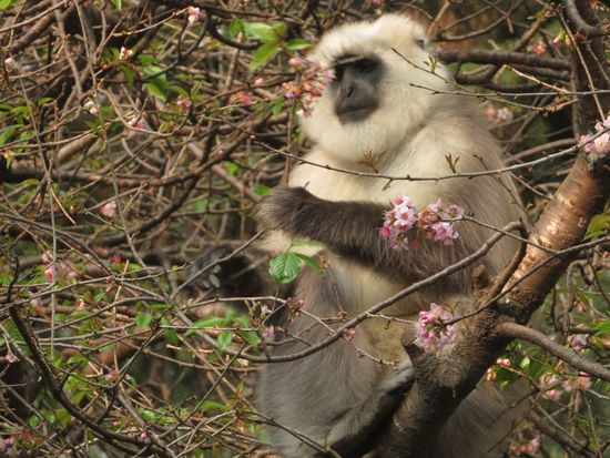 ...und weiße Affen in den Vorgärten.