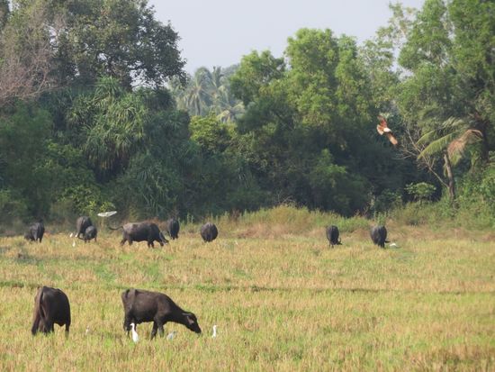 ...the buffalos on the paddy fields...