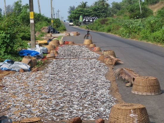 ...und auf unserer "Fisch"straße zum Strand abends wieder einsammeln...