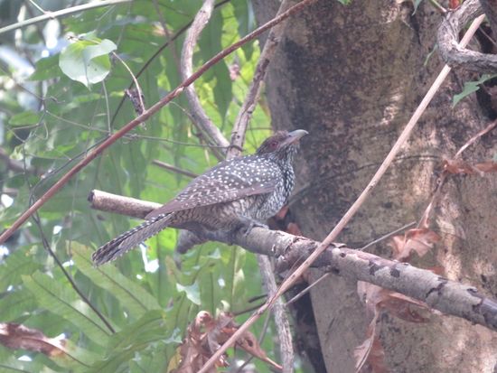 Leider kenne ich die Vögel nicht bei Namen, bin aber jedesmal stolz, wenn es mir gelingt eine "neue Spezies" vor die Linse zu bekommen. Diese sind recht scheu, und zu hauf in einem riesigen Baum. Wehe ein Hund fängt an zu bellen, dann fliegen sie alle davon.