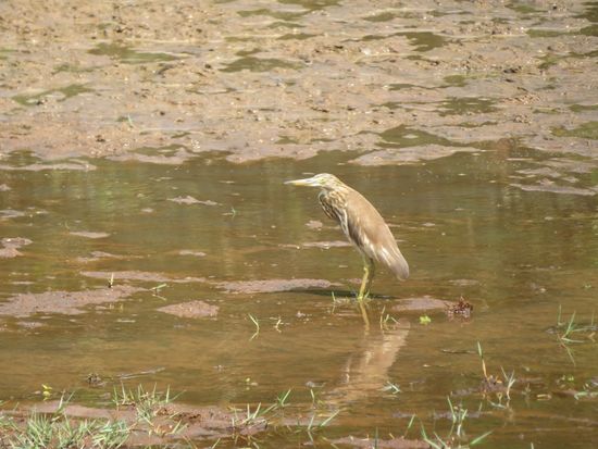 Dies ist meiner Meinung nach ein Grey Heron. Habe ich schon in einigen asiatischen Ländern gesehen. Sie kann man den ganzen Tag über sehen und fotografieren. Also nicht kamerascheu.