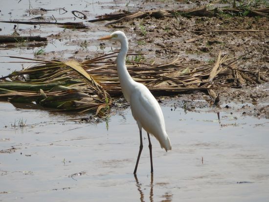 Diese Reiher ebenfalls. Sitzen oftmals auf den Buffalos um diese zu reinigen.