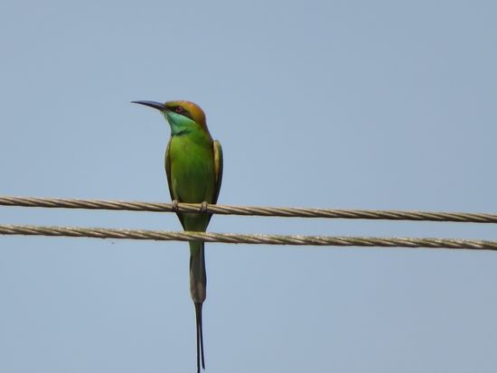 Dieser farbenprächtige Geselle ist scheu und breitet seine ganze Pracht erst beim Fliegen aus. Da habe ich überhaupt keine Chance für ein Bild. Kenne den Vogel ebenfalls aus Thailand.