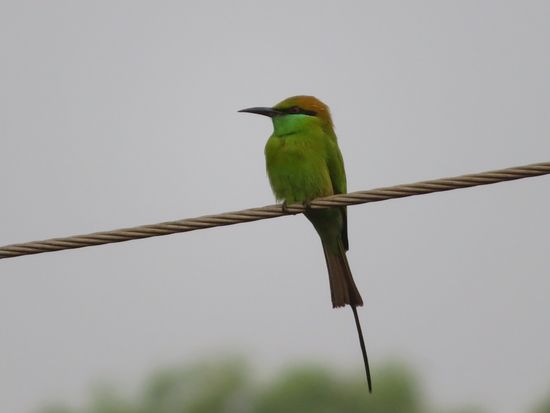 Sein Weibchen? oder nur eine andere Stellung?