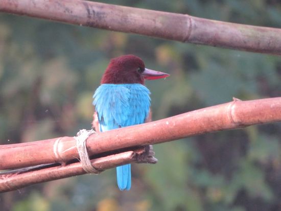 Kingfisher, nach dem gleichnamigen Bier. Mein Lieblingsvogel. Unendlich viele Bilder habe ich gemacht. Für ihn gilt ebenfalls, sein leuchtendes Türkis strahlt am schönsten wenn er fliegt. No chance!!!