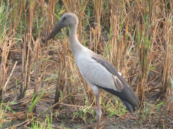 Die hier überwinternden? Störche.