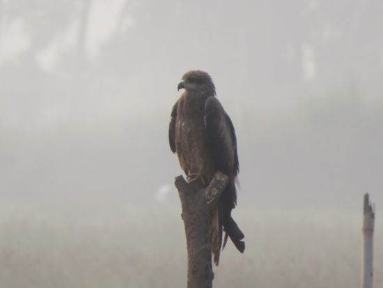 Auch hier bin ich nicht sicher, was es ist. Flügelspanne sicher 50-60 cm.