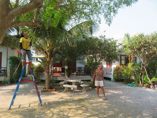 Morgens - vor der Hitze des Tages - wird gearbeitet. Heute ist - traurig, traurig, traurig - wieder "Baumsuppe" angesagt.