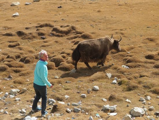 Hillo beim Yak-Jagen. Yaks sind auch nur "Kühe".