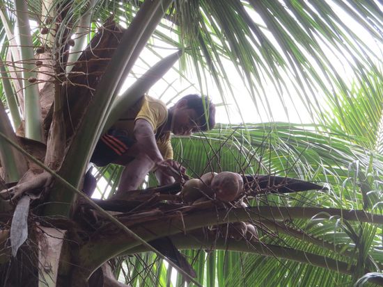 Erste Eindrücke: Man klettert immer noch auf hohe Palmen und wirft Kokusnüsse runter.