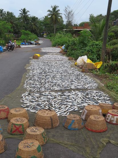 ... Fische werden schön ordentlich auf die Strasse zum Trocknen ausgelegt. WIR ESSEN JA KEINEN.