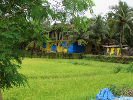 Hinterm Strand Reisfelder ...