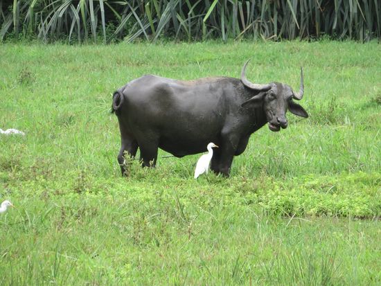 ... mit den zugehörigen Bewohnern.