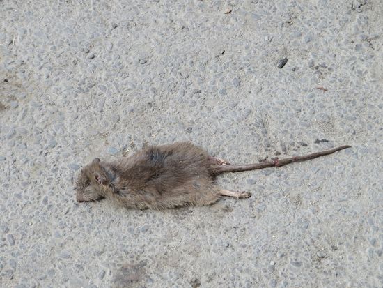 Possierliche Tiere auf dem Weg.