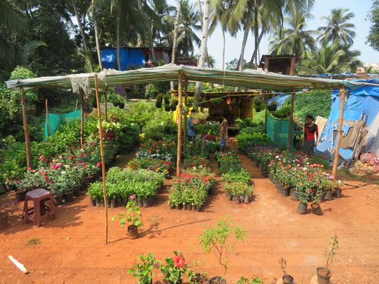 ... der Flower-Markt ...