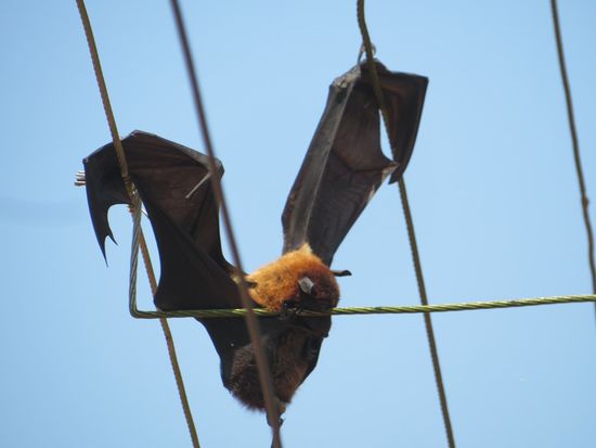 Manche bleiben auch nachts irgendwo hängen.