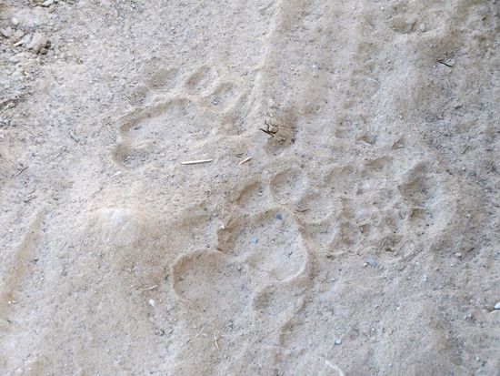 DA sind sie ... die Fußspuren eines Tigers ...