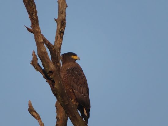 Abends dann noch etliche Vögel ...