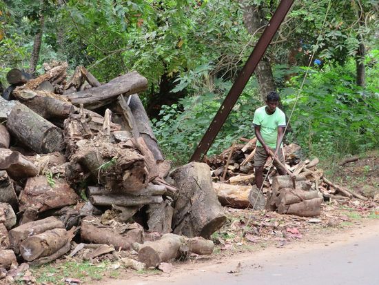 ... wenn auch schon mal die Bäume stören.