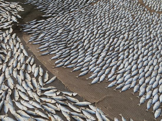 Gestern bekam ich von einer alten, hutzeligen Fischersfrau 6 solcher Fische - wohl Makrelen ? - direkt fangfrisch aus dem Meer geschenkt. Geld wollte sie partout nicht annehmen. Unser Restaurant "C-5" Fine Food hat die Fische dann abends zubereitet und selbst Hillo hat 2 gegessen - sehr lecker, aber viele Gräten.