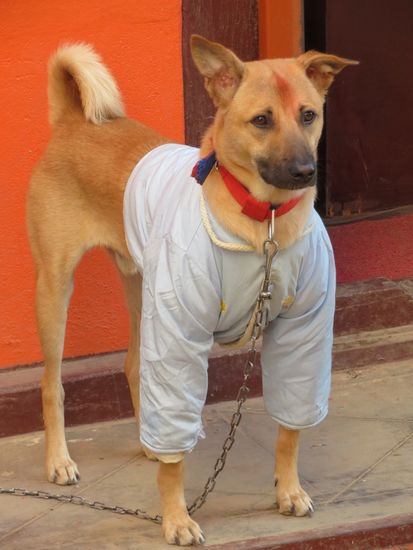 ... am Tag 2 (Dog Festival) werden Hunde geschmückt ...