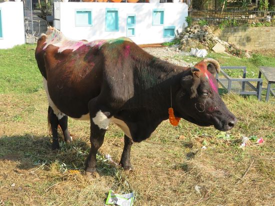 ... und am Tag 3 (Worship of the cow) Kühe.