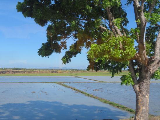 Ist man erst aus Manila raus, geht es auf eine 3-spurige Autobahn. Später dann über die Landstraße und hier wird die Gegend wirklich ländlich. Die ersten Reisfelder ...