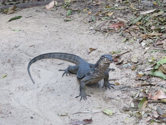 Draußen: ein Waran ...