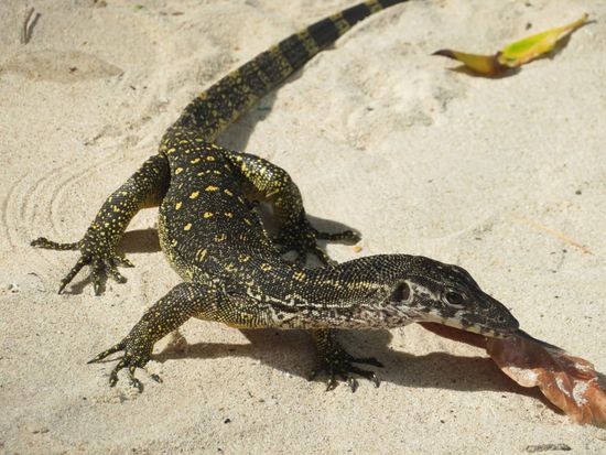 Ein freundlicher Nachbar beim Lunch.