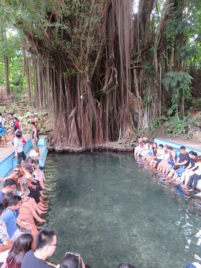 Wir starten unsere Motorradtour am Sonntag. Am 400 Jahre alten OLD BALATE TREE darf man in der Quelle, die am Fuß des Baumes entspringt, die Füsse baden.
Diese Bäume werden mit übernatürlichen Kräften und Geistern in Verbindung gebracht. Warum man allerdings unbedingt die Füße baden muß - das ist uns irgenwie entgangen.