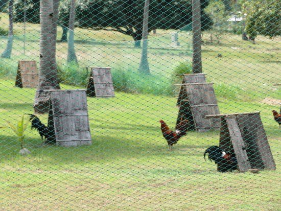 ... oder man ist beim Hahnenkampf ... 
Hähne werden auf großen Wiesen in Massen gezüchtet. Die kleinen Häuschen sind Sonneschutz für die Hähne.